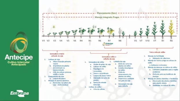 Demonstração dos estádios fenológicos da soja e em qual momento ocorre a entrada do milho. Fonte: Mais Soja