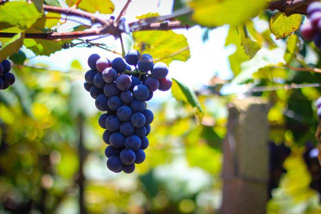 Produção de Vinhos por meio da Agricultura de precisão