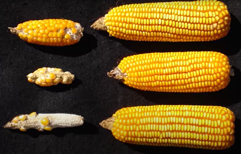 Milhos com má granação em decorrência do enfezamento. Fonte: EMBRAPA/MAPA.