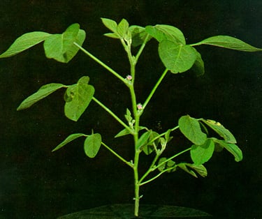 Planta de soja no estádio R2